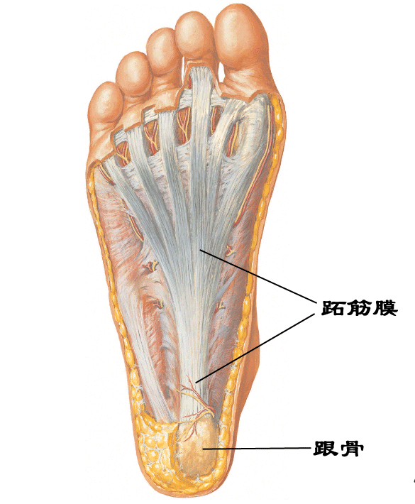 ׽Ĥ(ʹ֢) Plantar Fasciitis (Heel Pain)